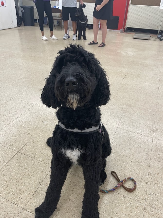 Emotional support labradoodle named Poppy